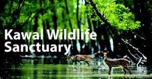 kawal wildlife sanctuary 2